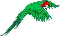 parrot