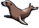 sea-lion