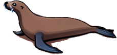 sea-lion