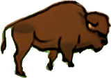 bison